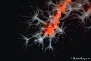Corallium rubrum by Marco Gargiulo 
